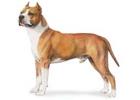 American Staffordshire Terrier