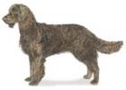 American Water Spaniel