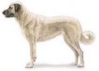 Anatolian Shepherd