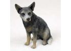 Australian Cattle Dog