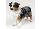 Australian Shepherd