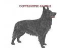 Belgian Sheepdog