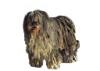 Bergamasco