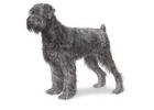 Black Russian Terrier