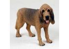 Bloodhound