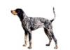 Bluetick Coonhound