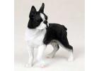 Boston Terrier