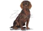 Boykin Spaniel