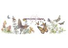 Butterflies and Insects