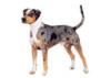 Catahoula Leopard Dog