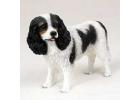 Cavalier King Charles