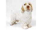 Clumber Spaniel