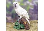 Cockatoo