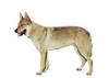 Czechoslovakian Wolfdog