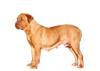 Dogue de Bordeaux