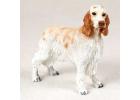 English Setter