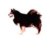 Finnish Lapphund