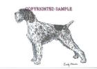 German Wirehaired