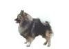 German Spitz