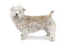 Glen of Imaal Terrier