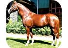 Hanoverian