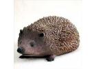 Hedgehog