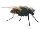 Housefly