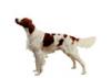 Irish Red and White Setter