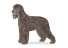 Irish Water Spaniel