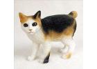 Japanese Bobtail