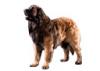 Leonberger