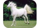 Lipizzan