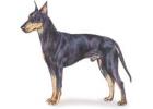 Manchester Terrier