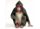 Mandrill