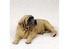 Mastiff