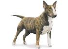 Miniature Bull Terrier