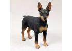 Miniature Pinscher