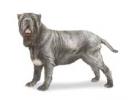 Neapolitan Mastiff