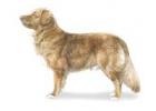 Nova Scotia Duck Tolling Retriev