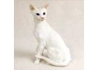 Oriental Shorthair