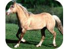 Palomino