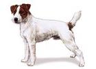 Parson Russell Terrier