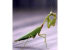 Praying Mantis