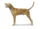 Redbone Coonhound