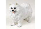 Samoyed