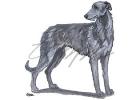 Scottish Deerhound