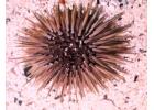 Sea Urchin