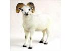 Dall Sheep