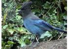 Stellars Jay