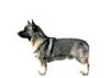 Swedish Vallhund